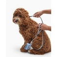 thumbnail image 2 of Fable - Signature Dog Leash, 2 of 11
