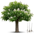 thumbnail image 3 of 2 Catalpa Tree Live Plants – Hardy Flowering Shade Tree (Catalpa speciosa) – Large Heart-Shaped Leaves & Showy White Blooms – Fast Growing Landscape Tree – 1–2 Ft Starter Saplings, 3 of 7
