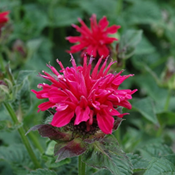 100 Shocking Pink Bee Balm Seeds
