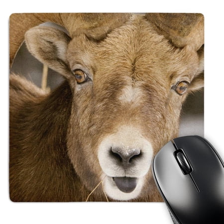 3dRose  Bighorn sheep  Maligne Canyon  Jasper NP  Alberta-CN01 PCL0006 - Paul Colangelo  MousePad price history on PriceWatchPro