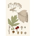 thumbnail image 2 of Vision Studio 13x18 White Modern Wood Framed Museum Art Print Titled - Leaves And Berries II, 2 of 4