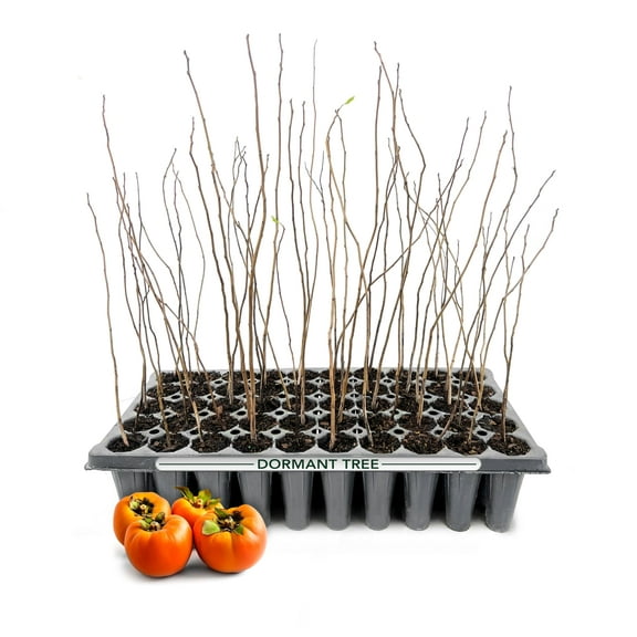 Persimmon Fruit Trees | 10 Live Trees | Diospyros Kaki | Edible Fruit Tree for Home Gardens | Cold Hardy Plants with Sweet, Delicious Fruits