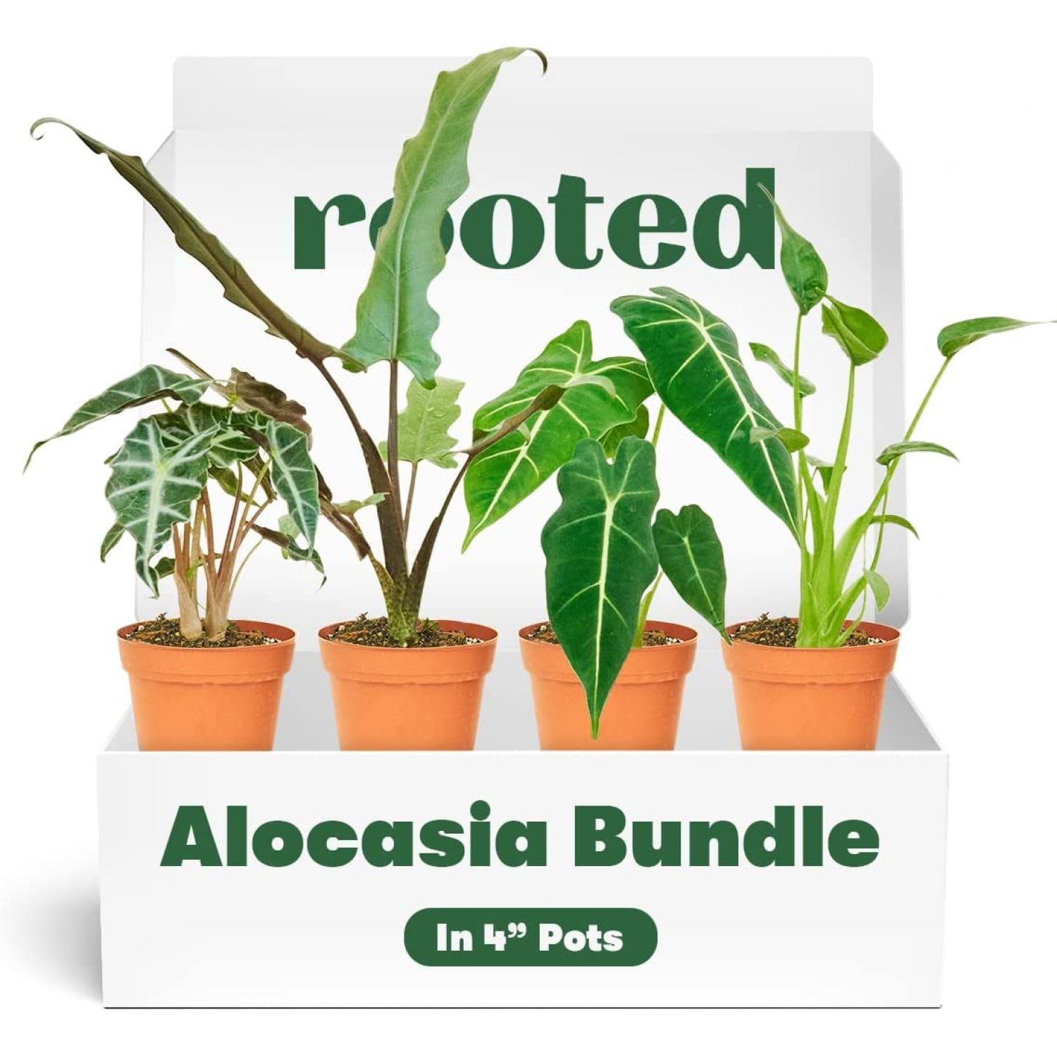 Bundle Alocasia Box Live, Easy Houseplant (4inch Pot)