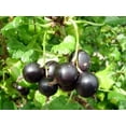 thumbnail image 2 of Jostaberry Currant Bush - NO SHIP to NC, WV, NH - 2.5" Pot, 2 of 4