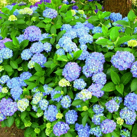 

Hydrangea Plants Hydrangea Bulbs Hydrangea Bulbs For Sale Hydrangea Bulbs For Planting Hydrangea Plants Live Garden Decoration Growing In Pots