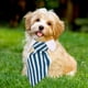 thumbnail image 4 of Corbata ajustable para perro y gato, ropa para perro y mascota, collar blanco, 4 of 5