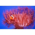 thumbnail image 3 of Wendy 24x17 Black Modern Framed Museum Art Print Titled - Finding Nemo, 3 of 5