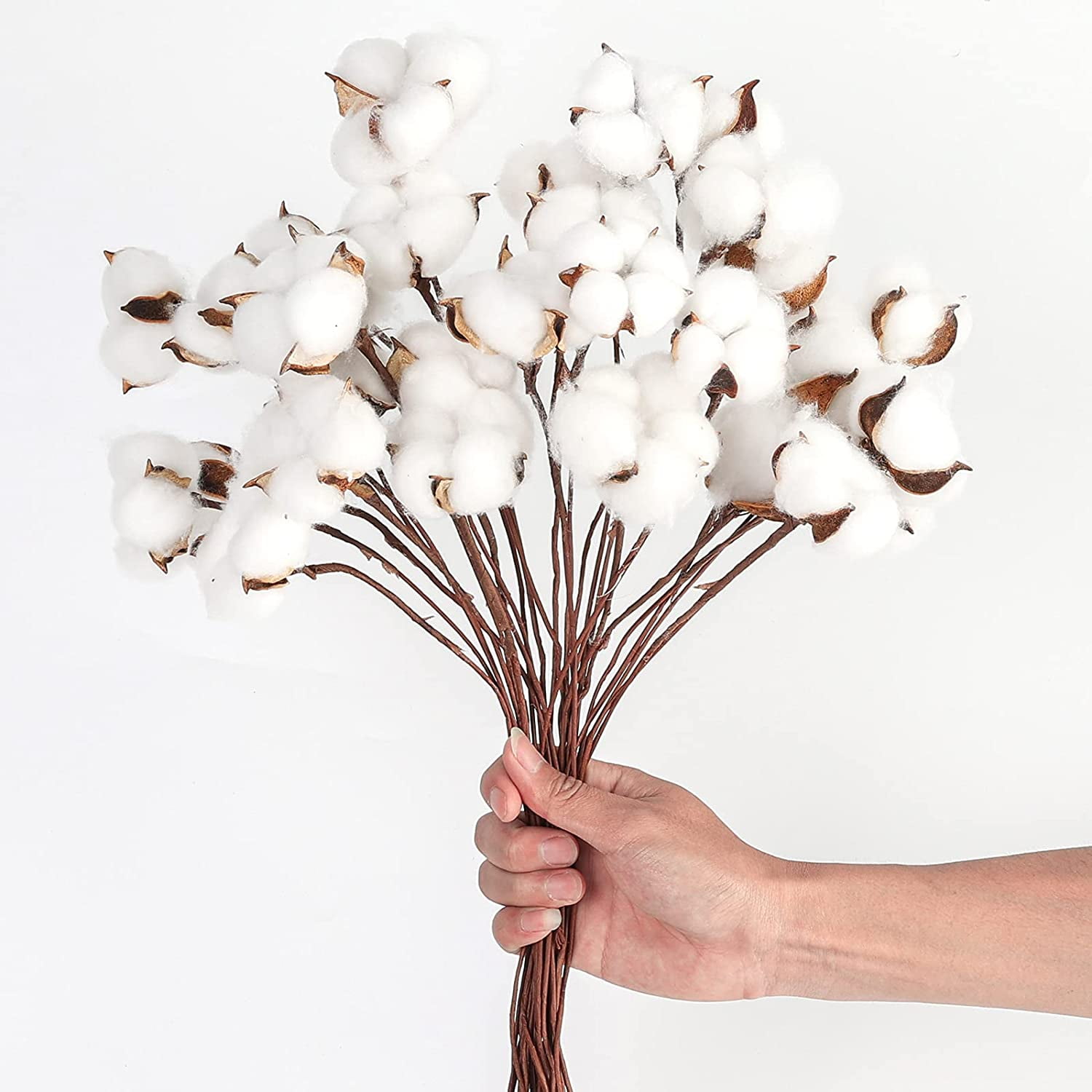 30PCS Natural Dried Cotton Stems 15" Tall, Rustic Cotton Sprigs for Vase Fillers, Floral Arrangements and Farmhouse Fall Decorations and DIY Crafts