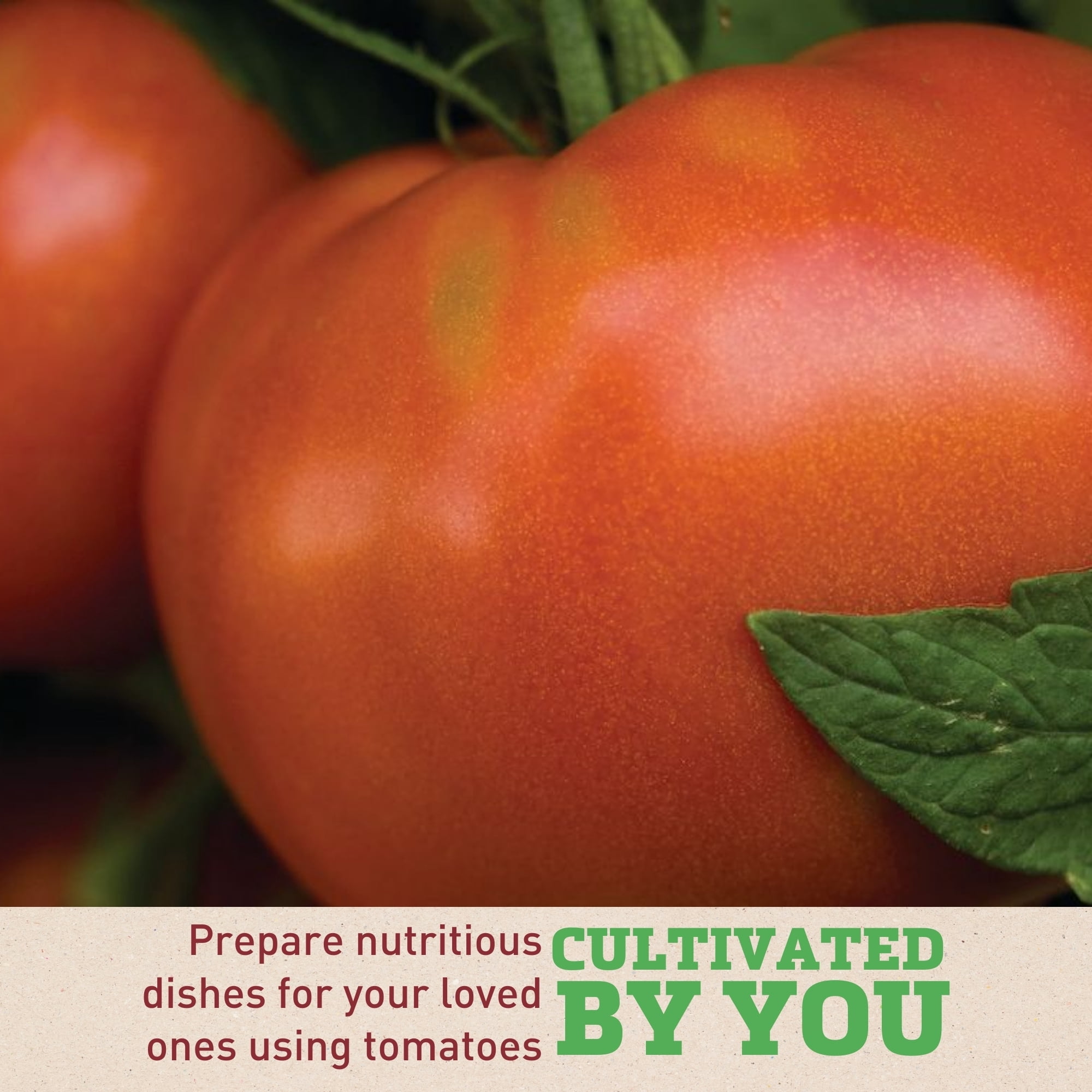 Harris Seeds 117935 Tomato Moreton Hybrid F1 Plant Seeds