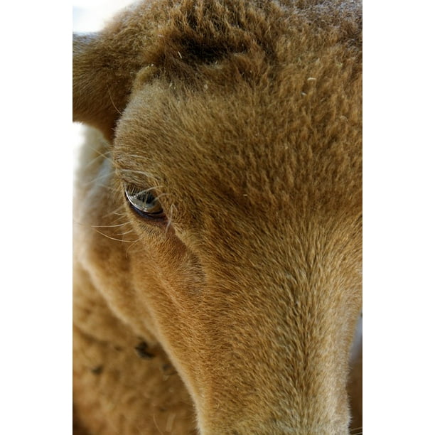 canvas print sheep animal herbivores eye livestock stretched canvas 10
