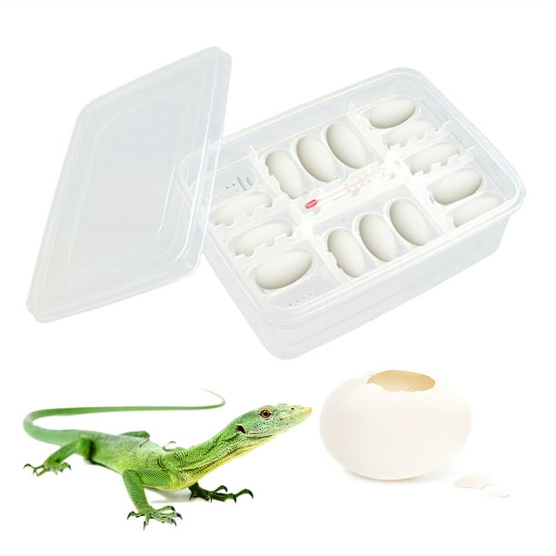 16PCS Egg Hatching Professional Guard Palace Snake Lizard Climbing Pet