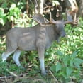 thumbnail image 1 of STANDING MOOSE STATUE, 1 of 3