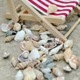 thumbnail image 2 of AMERTEER Approx 40 Pcs Mini Miniature Sea Conch Shell Bonsai Lanscape Plants DIY Decor, 2 of 6
