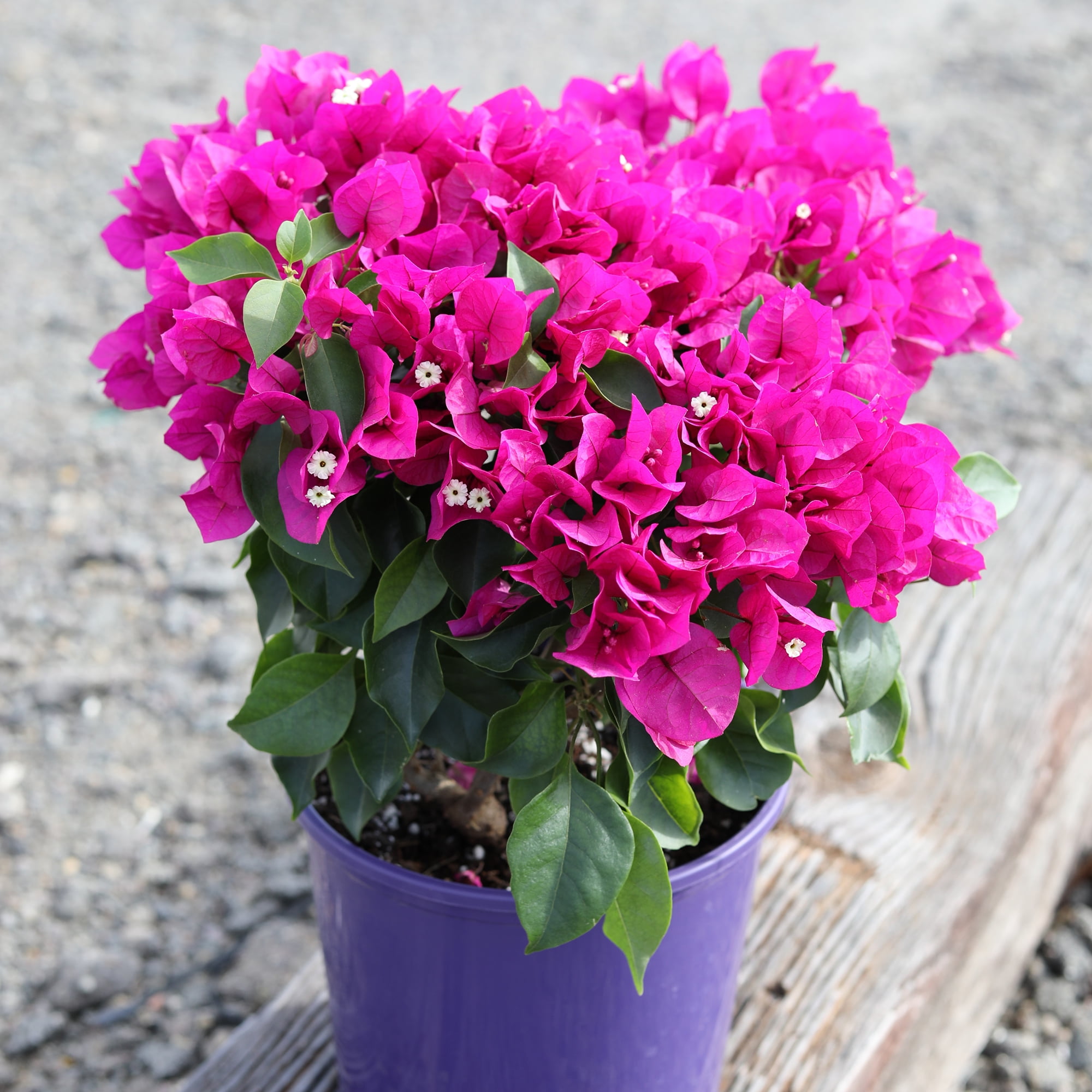 "Island Blooms Purple Princess Bougainvillea, 18"" - 22"" Tall