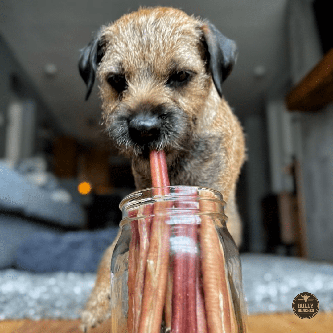 6 Inch Thick Bully Stick - 10 Pack