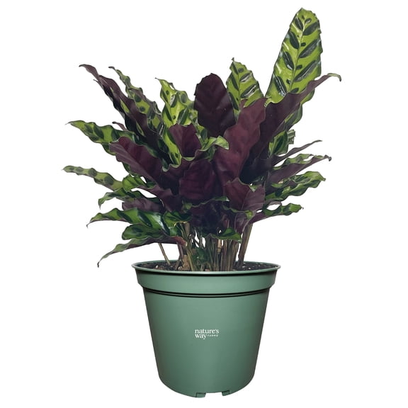 Nature's Way Farms Calathea Rattlesnake Live Plant (4-7 inches tall) in growers pot