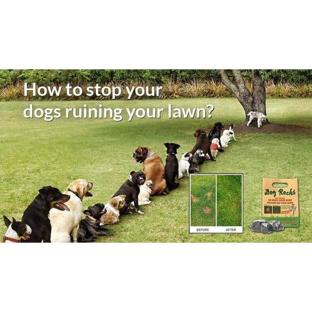 How Do I Keep My Dog From Destroying My Yard