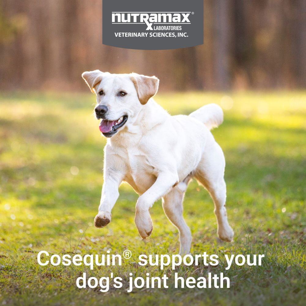 Nutramax Laboratories Cosequin Maximum Strength Joint Health Supplement for Dogs - With Glucosamine, Chondroitin, MSM, and Hyaluronic Acid, 75 Chewable Tablets