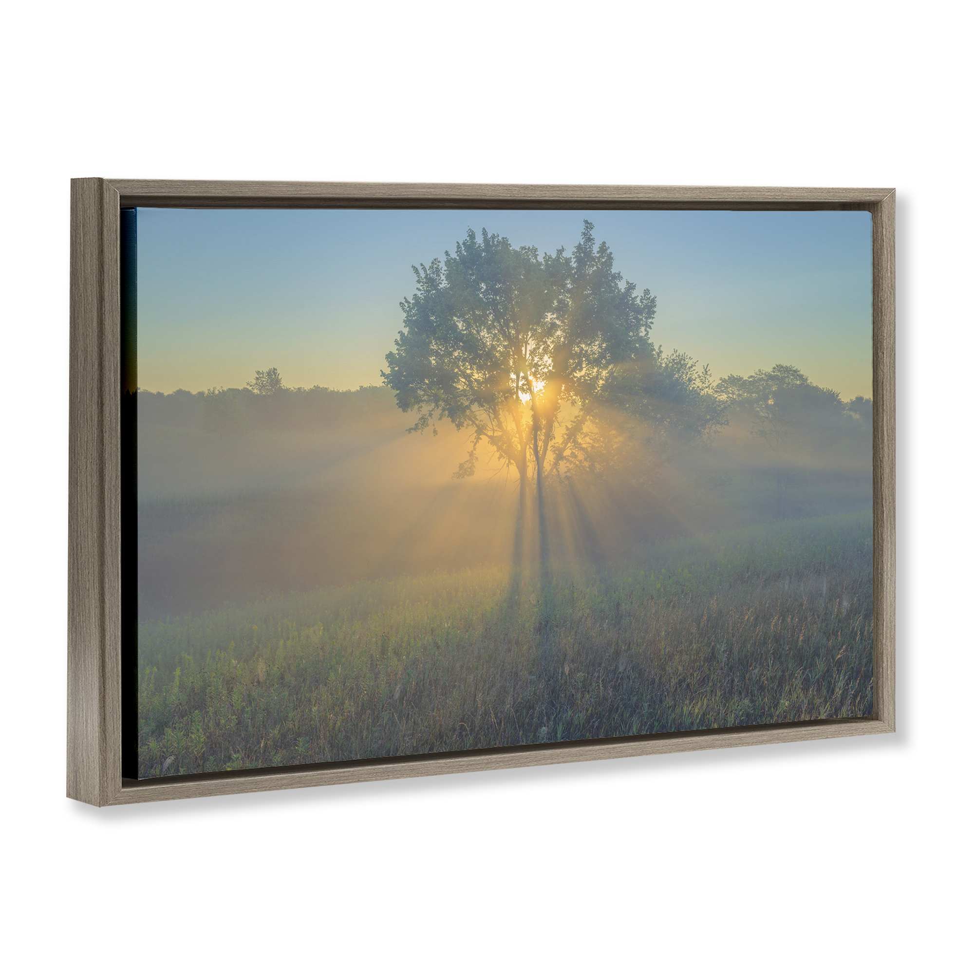 Stupell Industries Bright Sunlit Tree Landscape & Nature Photography Brown Floater Framed Canvas Art Print Wall Art, 25 x 17