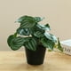 thumbnail image 1 of Planta artificial de Peperomia argyreia grandis en maceta | Hojas de plástico verde realistas | Pequeña decoración de suculentas de imitación para el hogar, la sala de estar, la oficina, el estante, 1 of 5