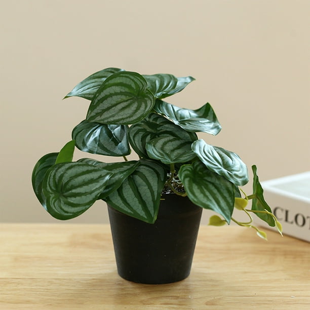 Planta artificial de Peperomia argyreia grandis en maceta | Hojas de plástico verde realistas | Pequeña decoración de suculentas de imitación para el hogar, la sala de estar, la oficina, el estante