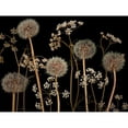 thumbnail image 3 of Frank, Assaf 24x19 Black Modern Framed Museum Art Print Titled - Meadow flowers, 3 of 5