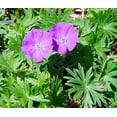 thumbnail image 2 of New Hampshire Purple Hardy Geranium - Magenta Purple Flowers - Gallon Pot, 2 of 2
