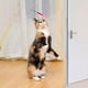 thumbnail image 4 of 4 piezas de juguetes para gatos, bolas de pelo de colores, juguetes con varita de cuerda, cabezales de repuesto complementarios, juguetes interactivos para gatos, juguetes para gatos y, 4 of 5