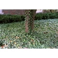thumbnail image 4 of Thorndale English Ivy 48 Plants - Hardy Groundcover - 1 3/4" Pots, 4 of 4