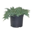 thumbnail image 4 of Dwarf Japanese Juniper Live Plants, 4 of 5