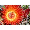 thumbnail image 1 of Cactus Flower IV Poster Print by Douglas Taylor (12 x 18), 1 of 1