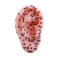 thumbnail image 2 of Modelo de enseñanza del oído del oído humano Simulación Ayuda Enseñanza de la Modelo de acupuntura auricular para capacitar a la práctica de spa de, 2 of 8