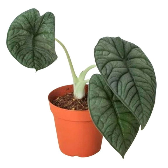 Alocasia Melo  Live Plant for Indoor | Different Houseplants in 4'' & 6'' Pot | Real House Plant for Living Room, Office, Desk & Bathroom | Elephant Ear | Alocasia Rugosa