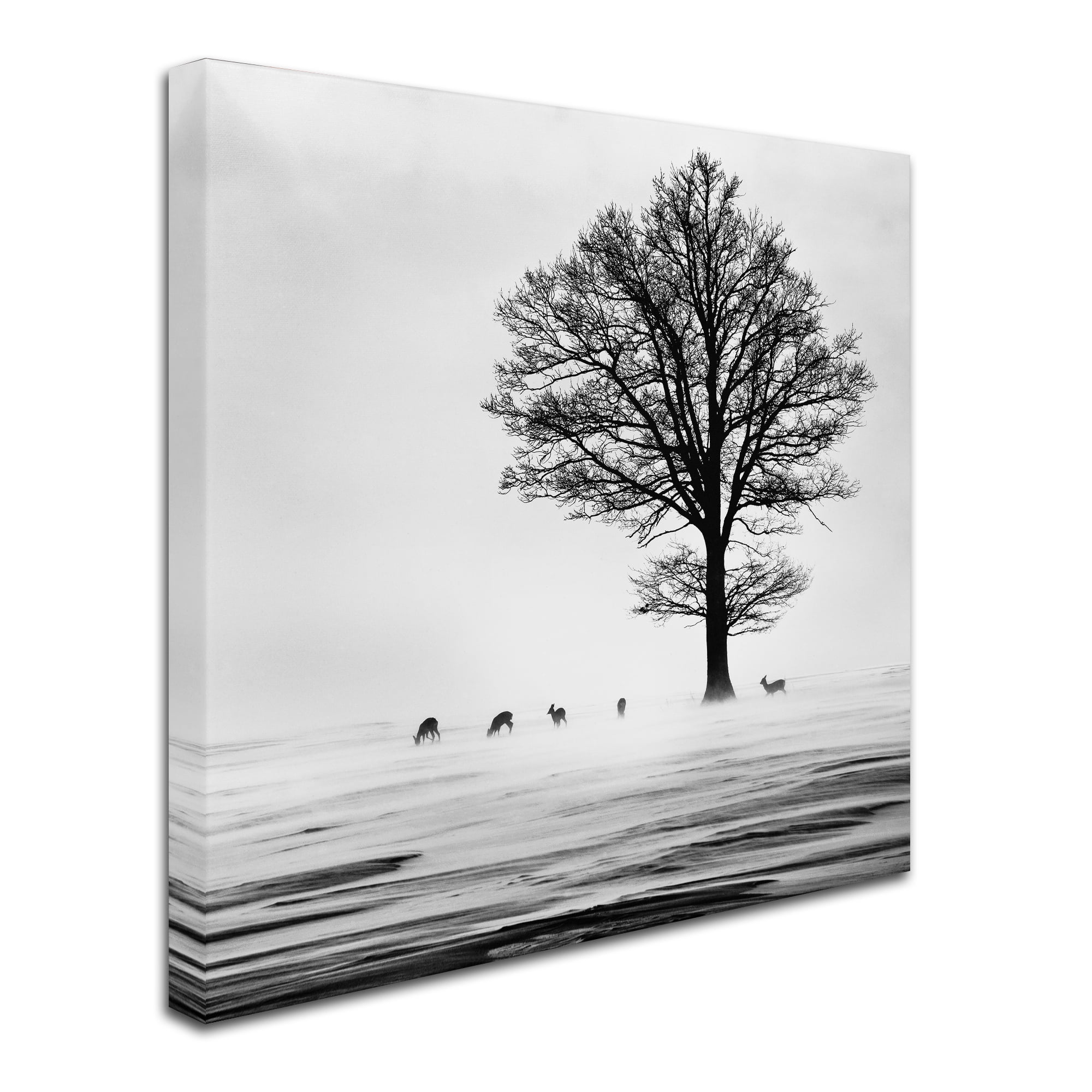Dansiga 'Roes' Canvas Art