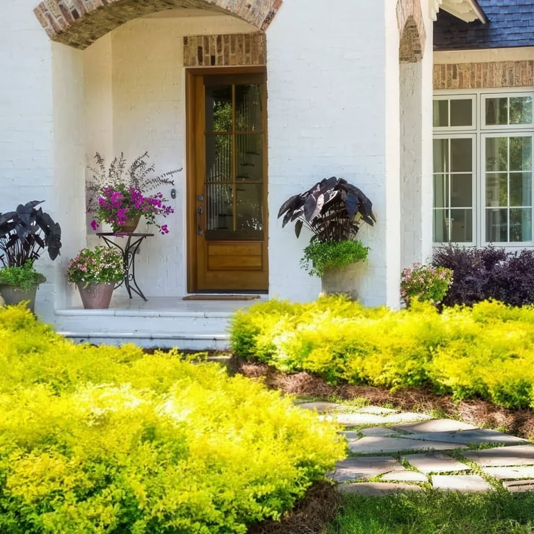 3 gal. Sunshine Ligustrum Shrub - Walmart.com