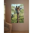 thumbnail image 2 of Boer Giraffe II Glossy Poster, 2 of 2