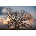 thumbnail image 3 of Perry, Rachel 14x11 Black Modern Framed Museum Art Print Titled - Grand Oak Tree II, 3 of 5