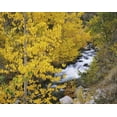 thumbnail image 2 of Flaherty, Dennis 24x20 Gold Ornate Wood Framed with Double Matting Museum Art Print Titled - California Bishop Creek and aspens in autumn, 2 of 4