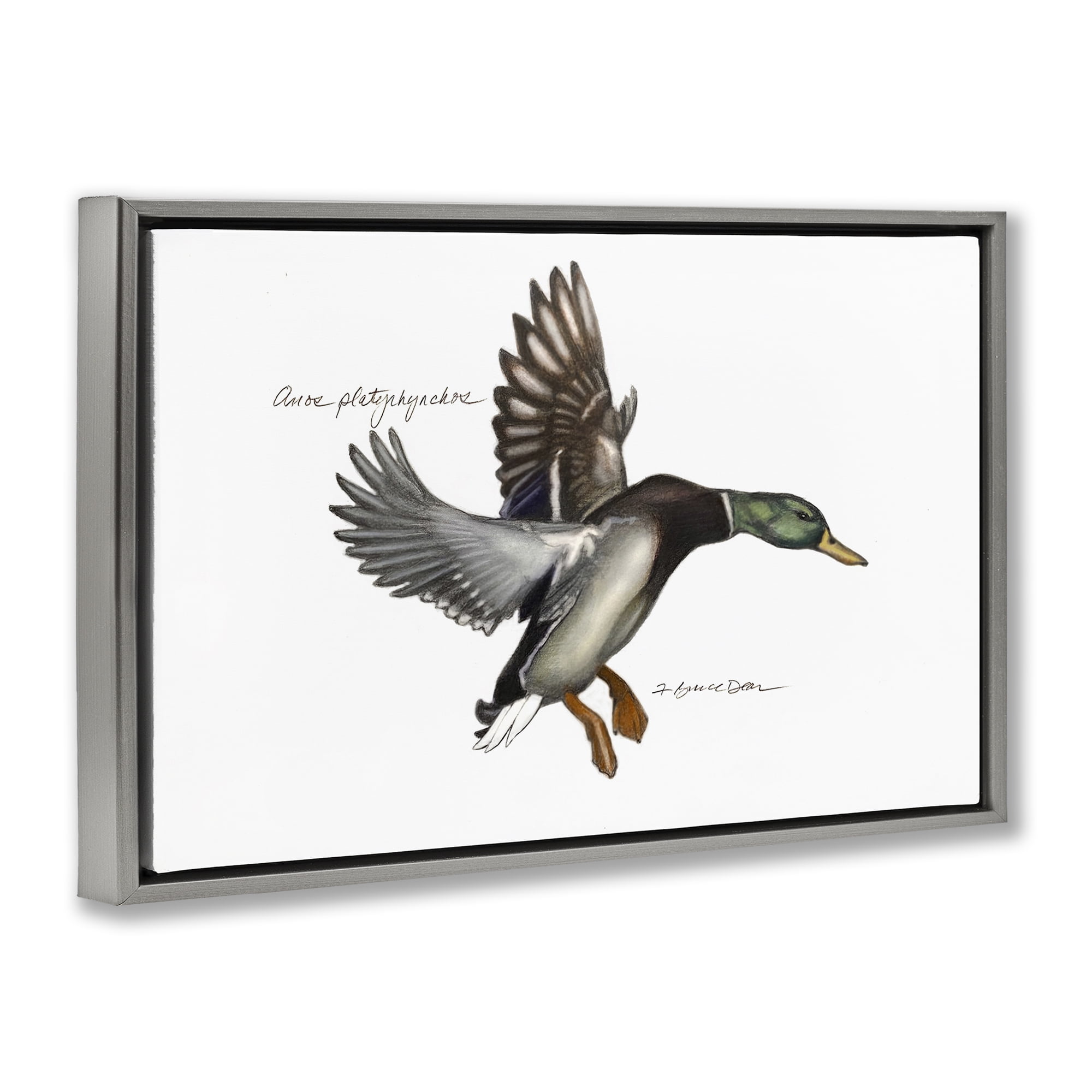 Stupell Industries Flying Mallard Duck Animals & Insects Painting Gray Floater Framed Canvas Art Print Wall Art, 31 x 21