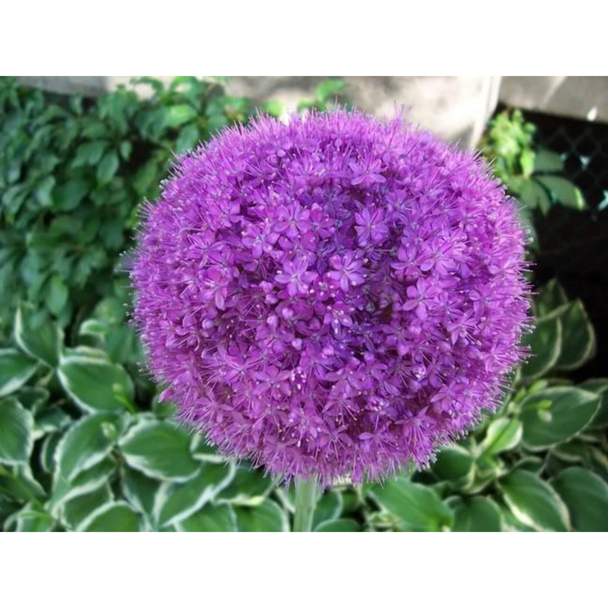 allium ☆ Allium for the Xeriscape Garden | Okanagan Xeriscape Association