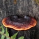 thumbnail image 3 of Set of 5 Mushroom Shelf Wall Decor Small Wall Shelf for Bedroom Resin Mushroom Decor Floating Shelve, 3 of 5