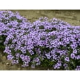 thumbnail image 2 of Eye Candy Creeping Phlox - Perennial - Live Plant - Quart Pot, 2 of 2