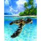thumbnail image 1 of Wdftyju Diamante pintura tortuga marina taladro cuadrado completo Rhinestone DIY arte (ZQF8258) Wdftyju 6xf8cb4nu7by7jp5D04, 1 of 8