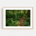 thumbnail image 2 of Ferns on Partridge Island Trail, Lynnfield 02 - Lynnfield Massachusetts Photography Forest Nature Landscape Botanical Scenic Summer Rustic Unframed Wall Art Print 16 x 24 inches, 2 of 7