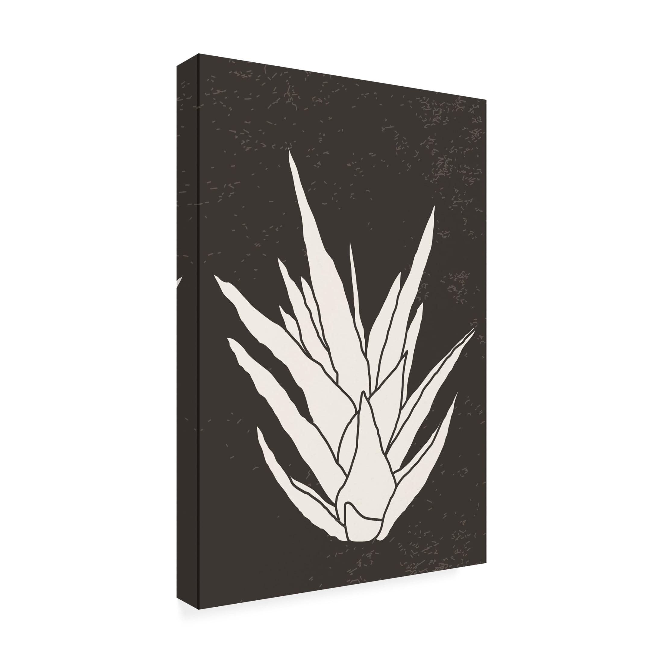 Trademark Fine Art jay stanley  Agave 3 Canvas Wall Art