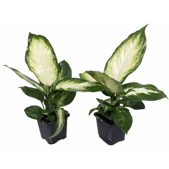 Camille Dieffenbachia - Very Durable - 2 Plants in 3" Pots