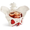 thumbnail image 2 of Modelo de pelvis femenina Benilev con músculos del suelo pélvico 1:1, 2 of 7
