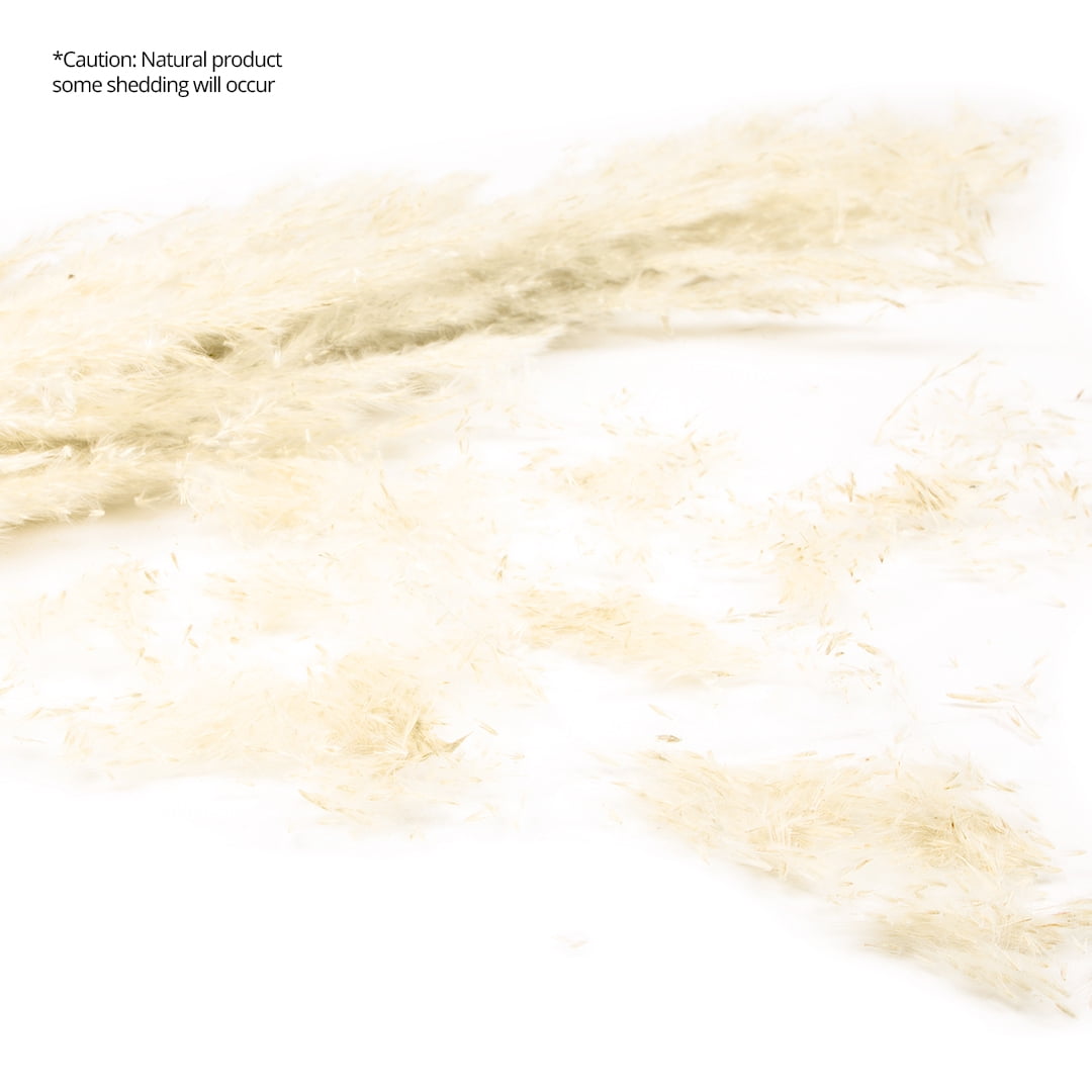 Koyal Wholesale Tall Natural Dried Pampas Grass, Natural White Color, 51-55 Inches, Bulk 24 Pcs Extra Large Real Pampas