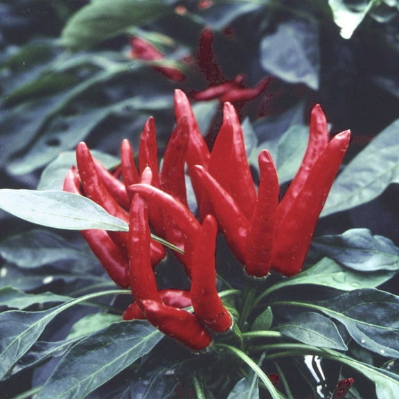 Pepper Seeds - Hot - Japanese - Santaka - 1 Lb ~120000 Seeds - Non-GMO, Heirloom - Asian Garden Vegetable