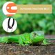 thumbnail image 1 of VERDANVERSE 5Ud Arnés De Reptil Ajustable De Cuero Con Ala Para Pequeñas Mascotas, 1 of 5